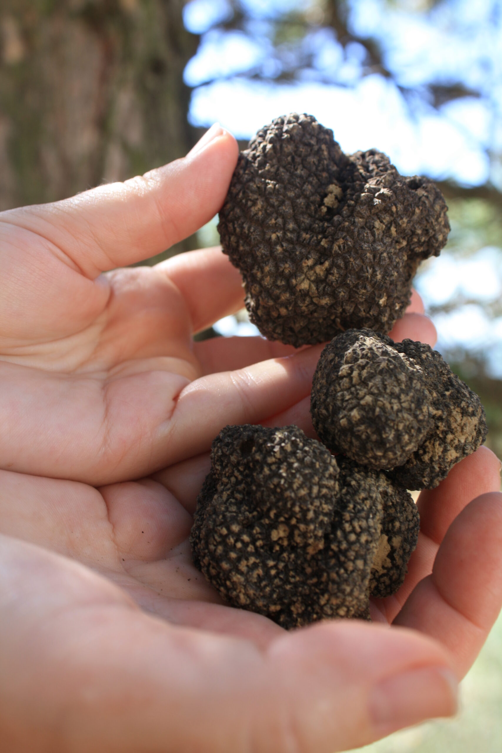 Truffle from Monte Castello di Vibio